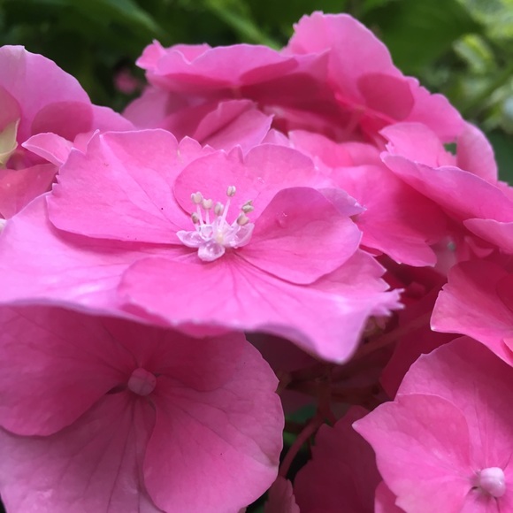 Meet your Posher, Sarah - Picture 1 of 1